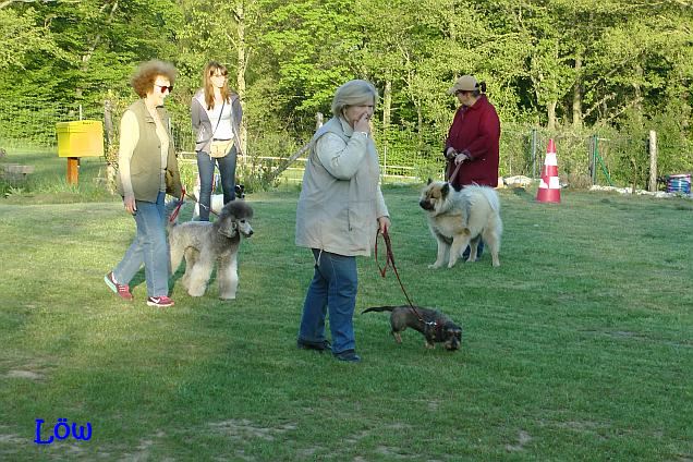 21.4.2016 - Hundeschule mit Pippa, Alma und Joye